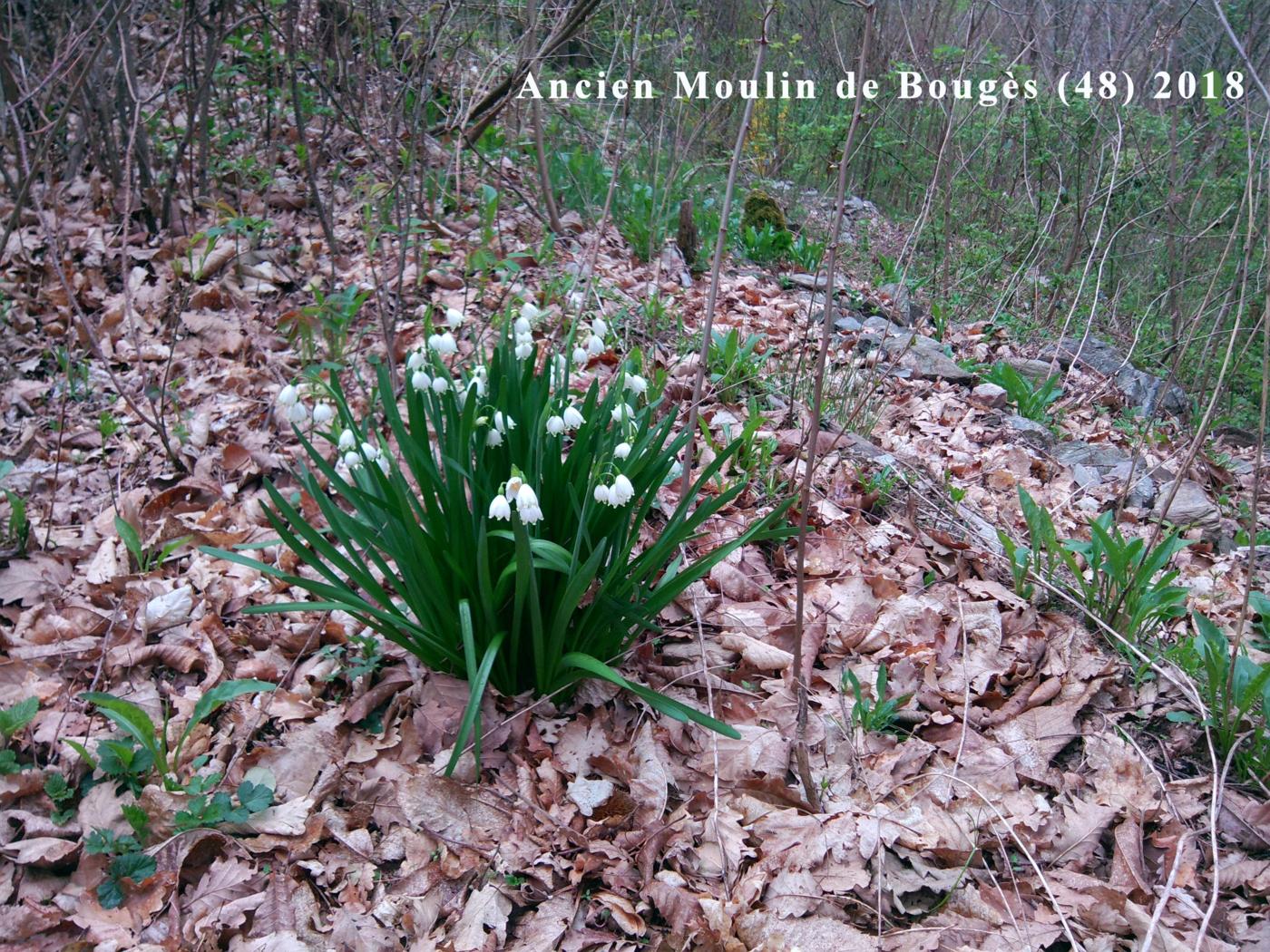 Snowflake, Summer plant